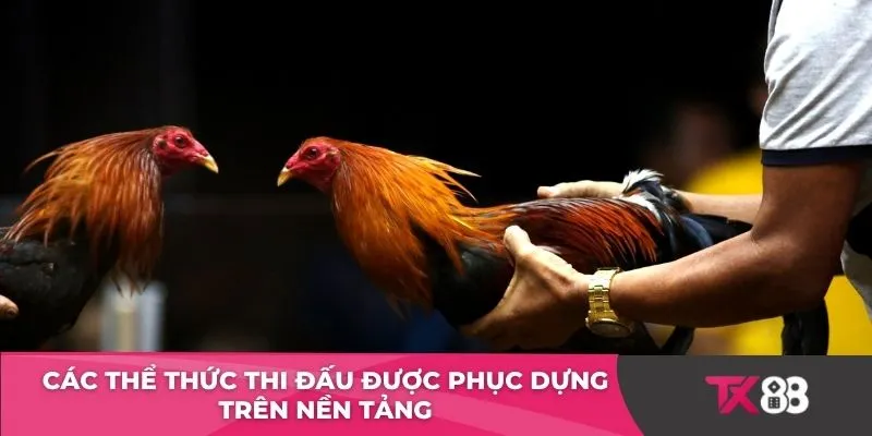 Các thể thức thi đấu được phục dựng trên nền tảng 